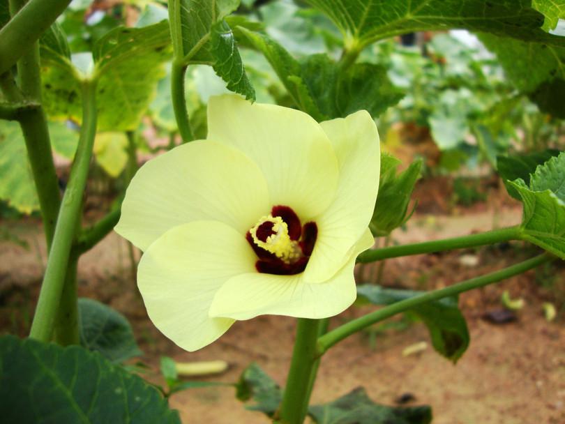 Abelmoschus esculentus
: Photograph of a bhendi flower.
