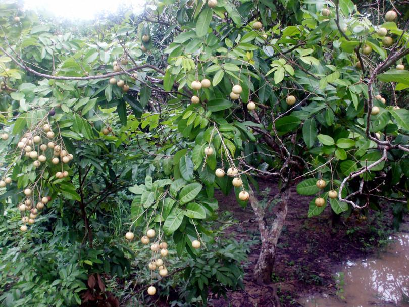 Photograph of the Dimocarpus longan tree with many yellow fruits.
