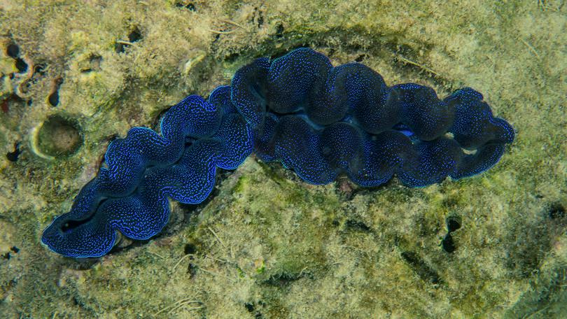 g. Giant clam, Havelock, Andaman
: Photograph of giant clam.
