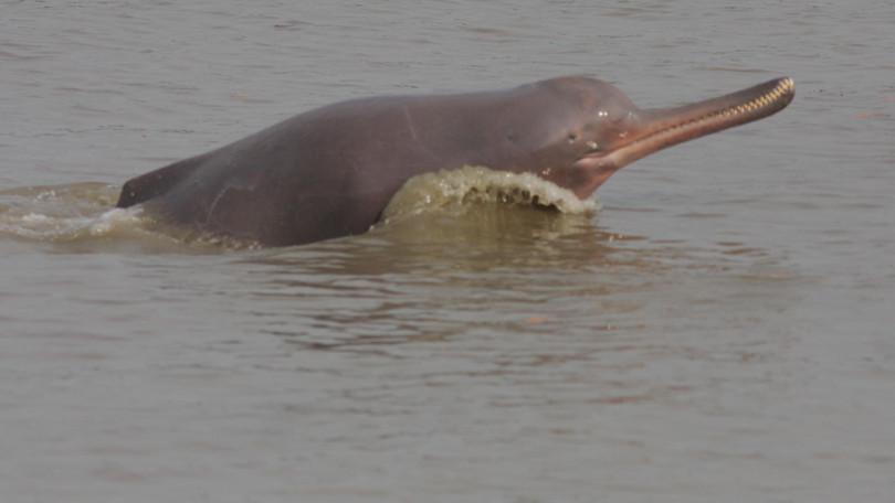 a. Photograph of the Gangetic river dolphin b. Flowchart illustrating factors that influence why the Gangetic river dolphin lives where it does.
