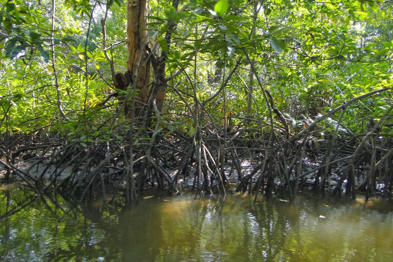 Mangrove forest, Sundarbans estuary
: Photograph of Mangrove forests.
