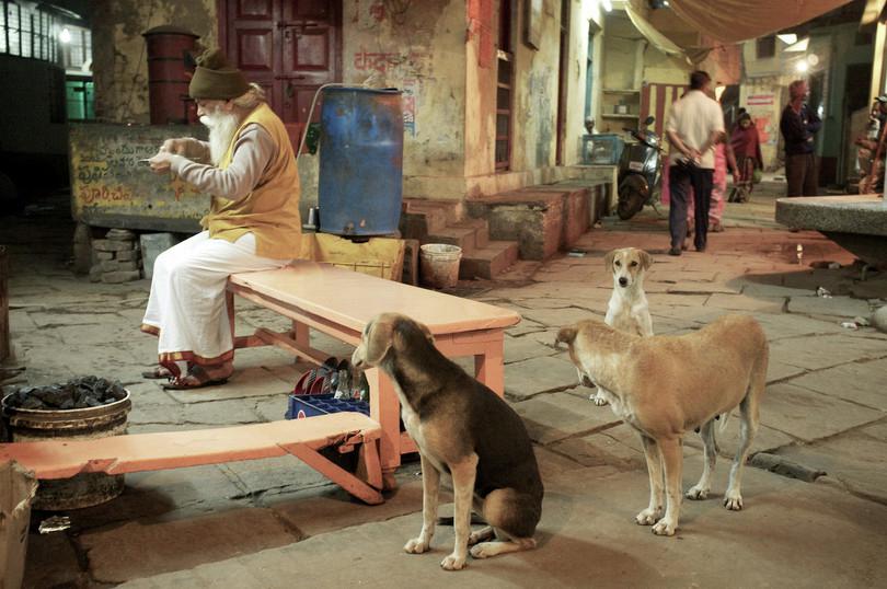 Stray dogs in a typical Indian city.
: Photographs of stray dogs near a man-eating food, a group of dogs on the street, and municipal workers catching dogs.
