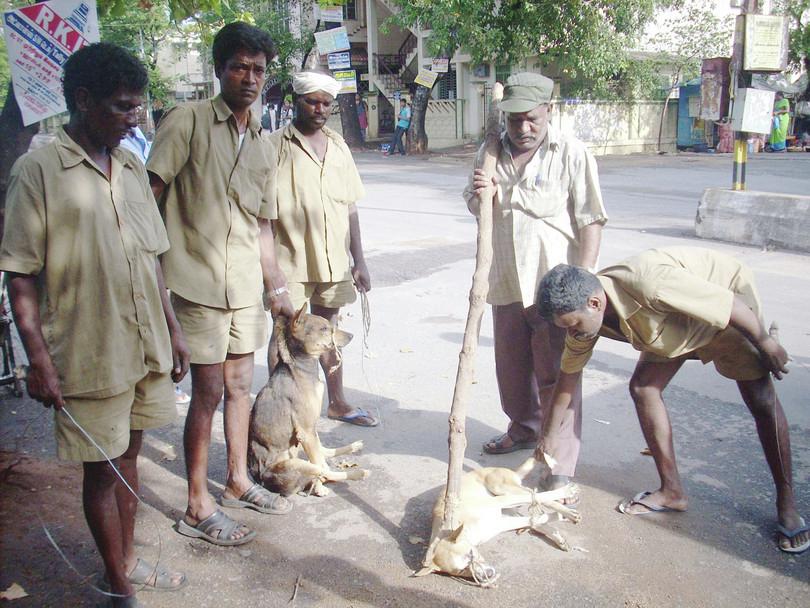 Stray dogs in a typical Indian city.
: Photographs of stray dogs near a man-eating food, a group of dogs on the street, and municipal workers catching dogs.
