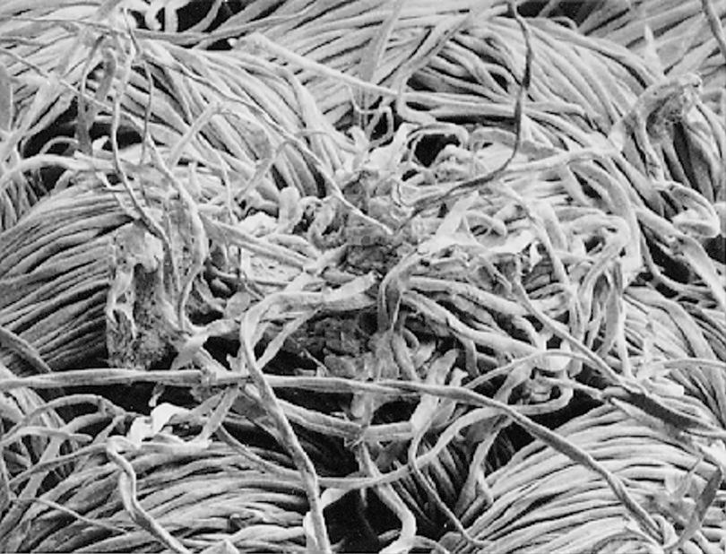 A high magnification image of a bundle of cotton fibres.
