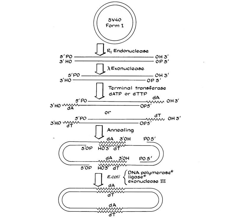 A drawing showing the steps involved in producing recombinant DNA.
