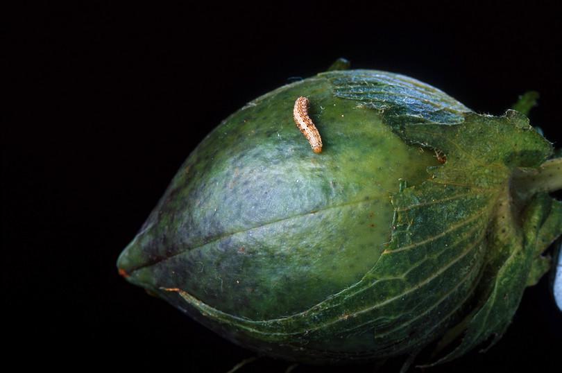 Effect of Bt diet
: Photograph of a small bollworm larva grown on cotton bolls with Bt proteins.
