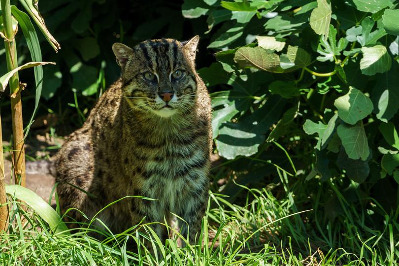 An image of a fishing cat.
