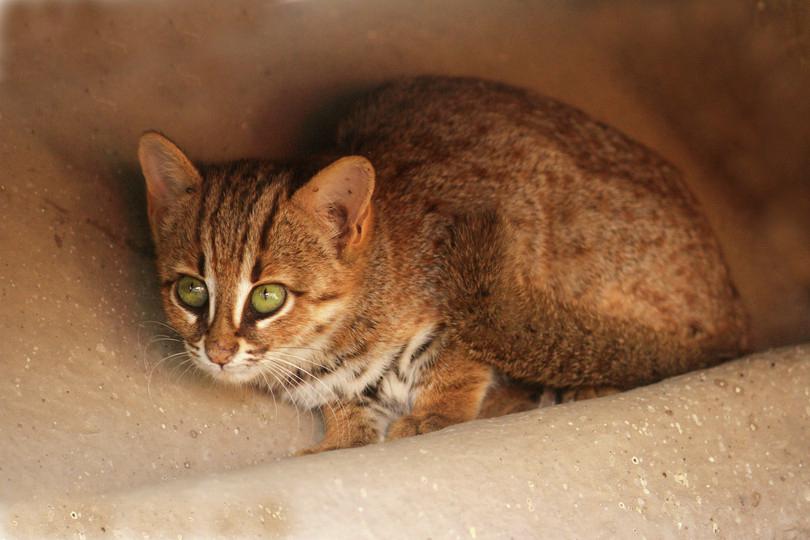 An image of a rusty-spotted cat.
