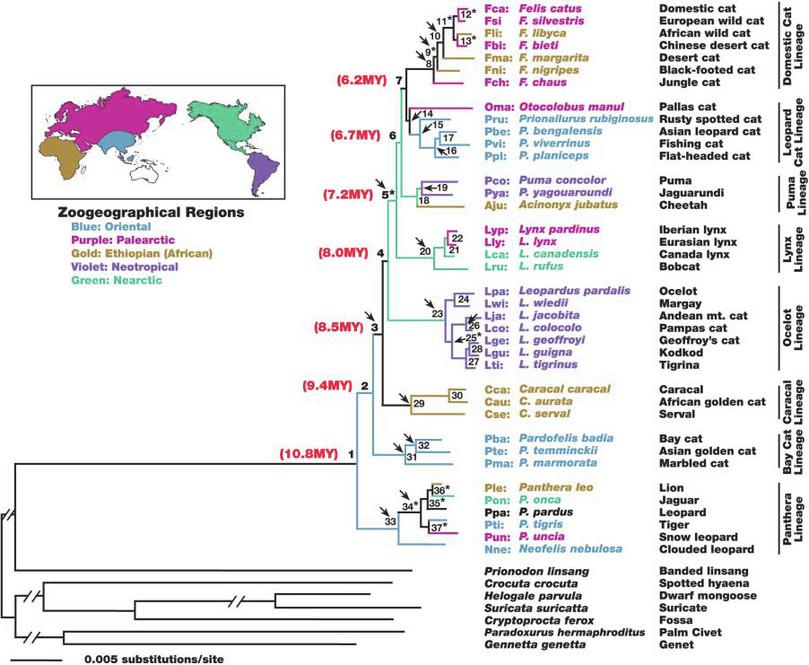 A phylogenetic tree of the felid clade and its geographical distribution.
