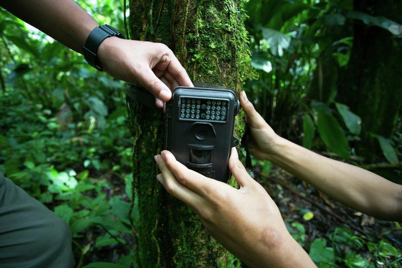 An image of a camera trap set on a tree.
