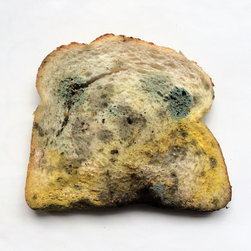 Photograph of mould growing on a slice of bread.
