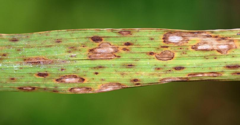 Image of a rice leaf affected by the fungal brown spot disease.
