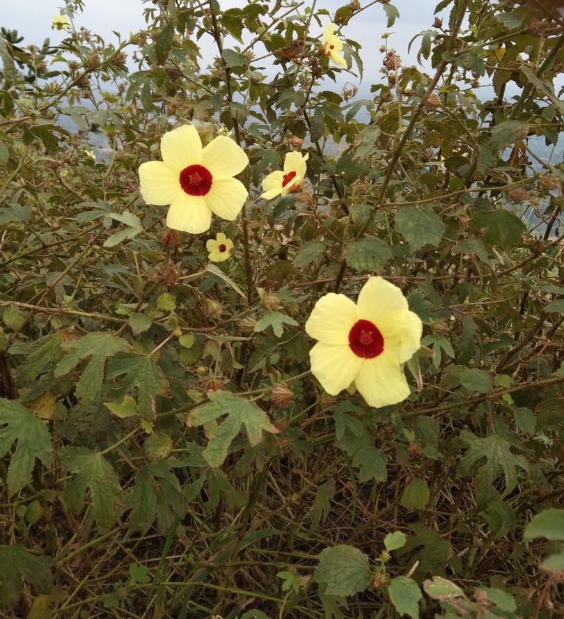 Hibiscus panduriformis
: Photograph of a hibiscus flower.
