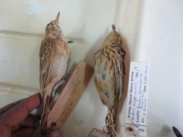 Photograph of museum specimens of pipits from Bombay Natural History Society.
