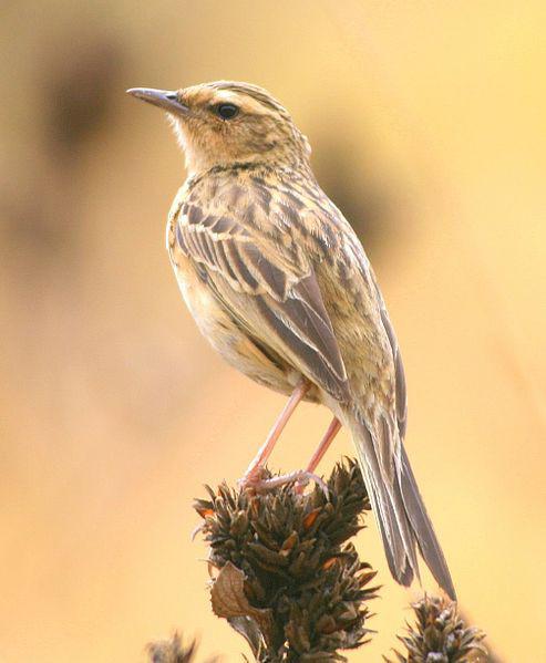 Photo of Nilgiri pipit, a brown–grey bird, sitting on the tip of a branch.
