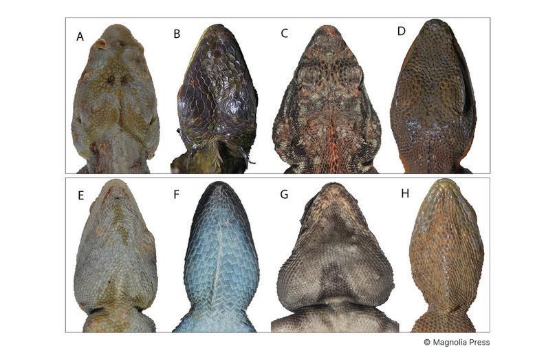 Photograph of the dorsal and ventral close-ups of head characteristics of four different lizards.
