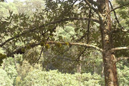 iThink Biology: Western Ghats