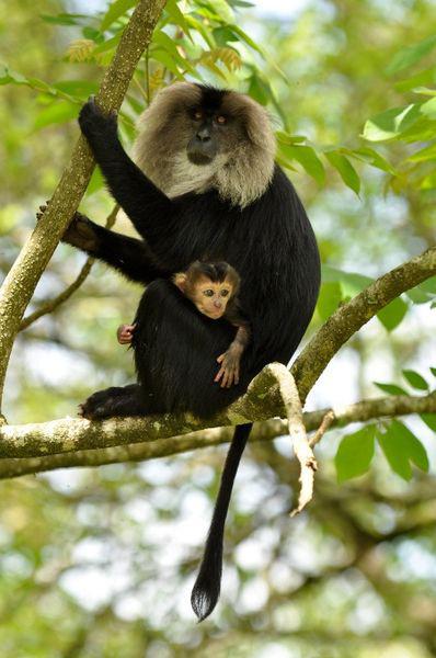 Photograph of a lion-tailed macaque mother sitting on a branch with an infant in her lap.

