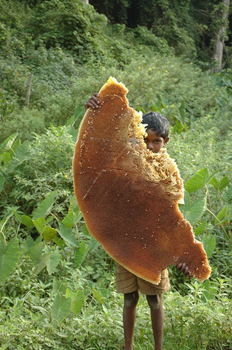 Photo of a Kattunayakan boy holding a honeycomb so large that it conceals most of the boy’s body, with only his legs and part of his face visible.
