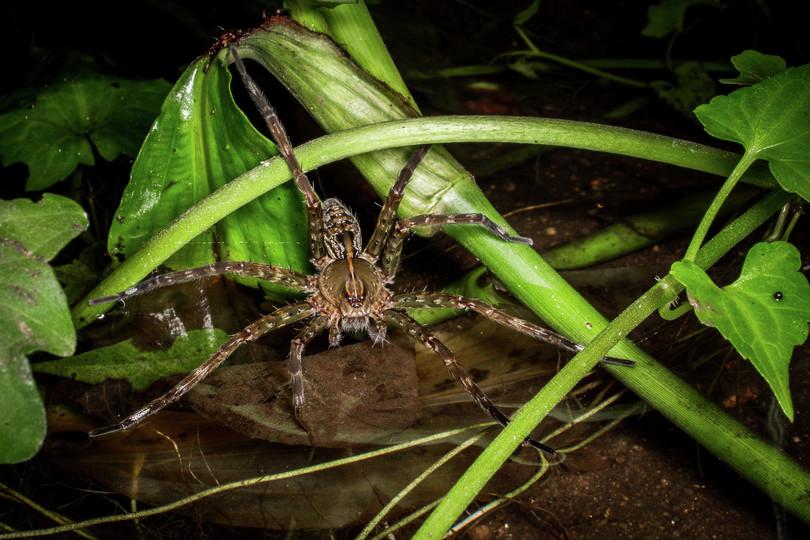 a. Photograph of fishing spider. b. Photograph of tree frog. c. Photograph of grey-headed swamp hen. d. Photograph of water morning glory. e. Photograph of water canna.  F. Photograph of porifera. G. Photograph of giant clam. H. Photograph of sea slug. I. Photograph of peacock’s tail algae. J. Photograph of screw pine.
