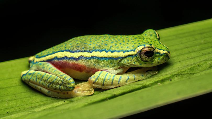b. Tree frog, Gudalur, Tamil Nadu
: Photograph of tree frog.

