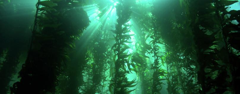 c. Underwater kelp forest
: Photograph of an underwater kelp forest.
