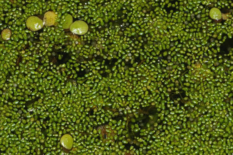 d. Wolffia (duckweed or watermeal)
: Photograph of duckweed.
