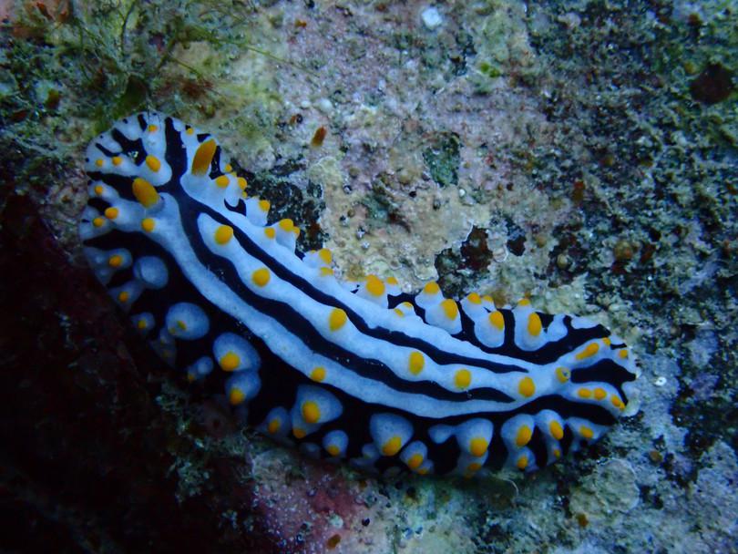 h. Sea slug, Netrani island, Karnataka
: Photograph of sea slug.
