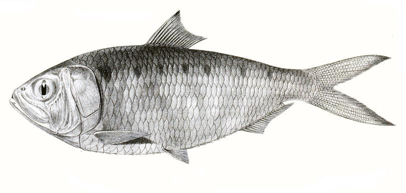 Illustration of a hilsa.
