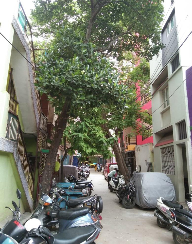b. A street situated within an older neighbourhood in Bengaluru
: A photograph of a narrow street with trees and vehicles standing between houses.

