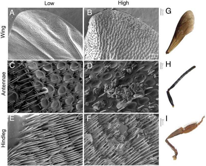 Micrographs of bee wing, antennae and hindleg from bees living in low and high levels of air pollution. More particulate matter is deposited on bees living in high pollution areas.
