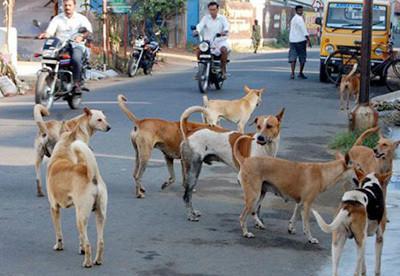 b. A group of stray dogs on a street
: A photograph of a group of stray dogs on a street.
