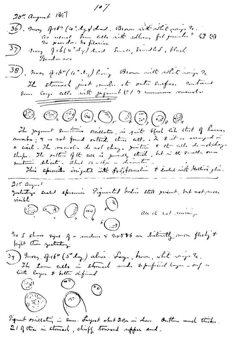 Photograph of Ross’ notes and diagrams recording his observations.
