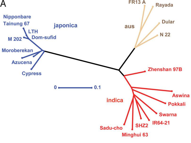 This figure depicts an unrooted phylogeny of 20 rice varieties whose genomes were sequenced. Three main clusters can be identified, two of which correspond to indica and japonica varieties.

