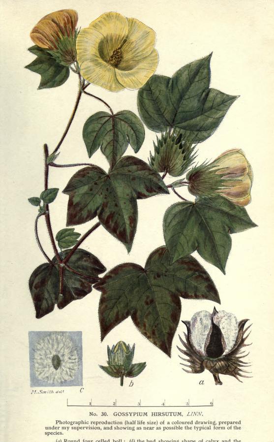 Botanical drawing of Gossypium hirsutum
: Drawing of Gossypium hirsutum cotton plant showing leaves, flowers and cotton bolls.
