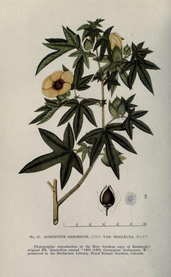 Botanical drawing of Gossypium arboreum
: Drawing of Gossypium arboreum cotton plant showing leaves, flowers and cotton bolls.
