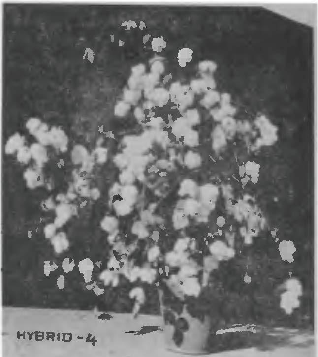 Black-and-white photograph of a pot containing a cotton plant with many cotton bolls. The cotton plant is the first successful cotton hybrid produced in India.
