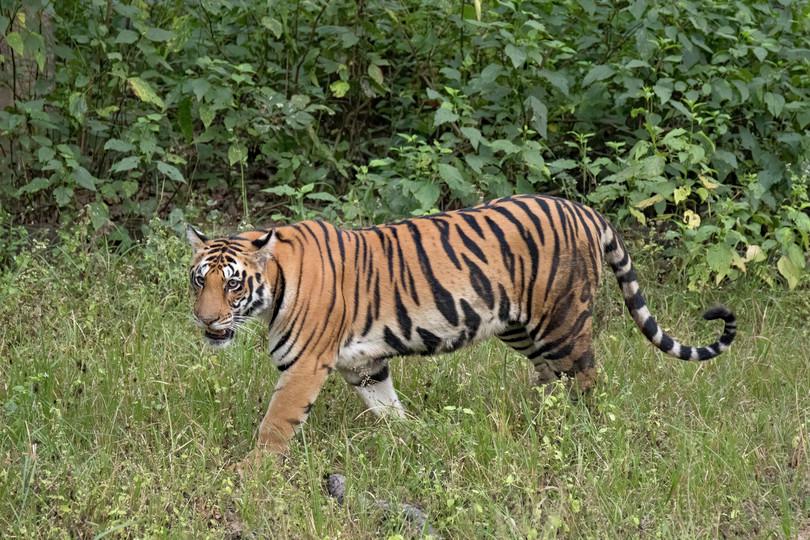 An image of a Royal Bengal Tiger.
