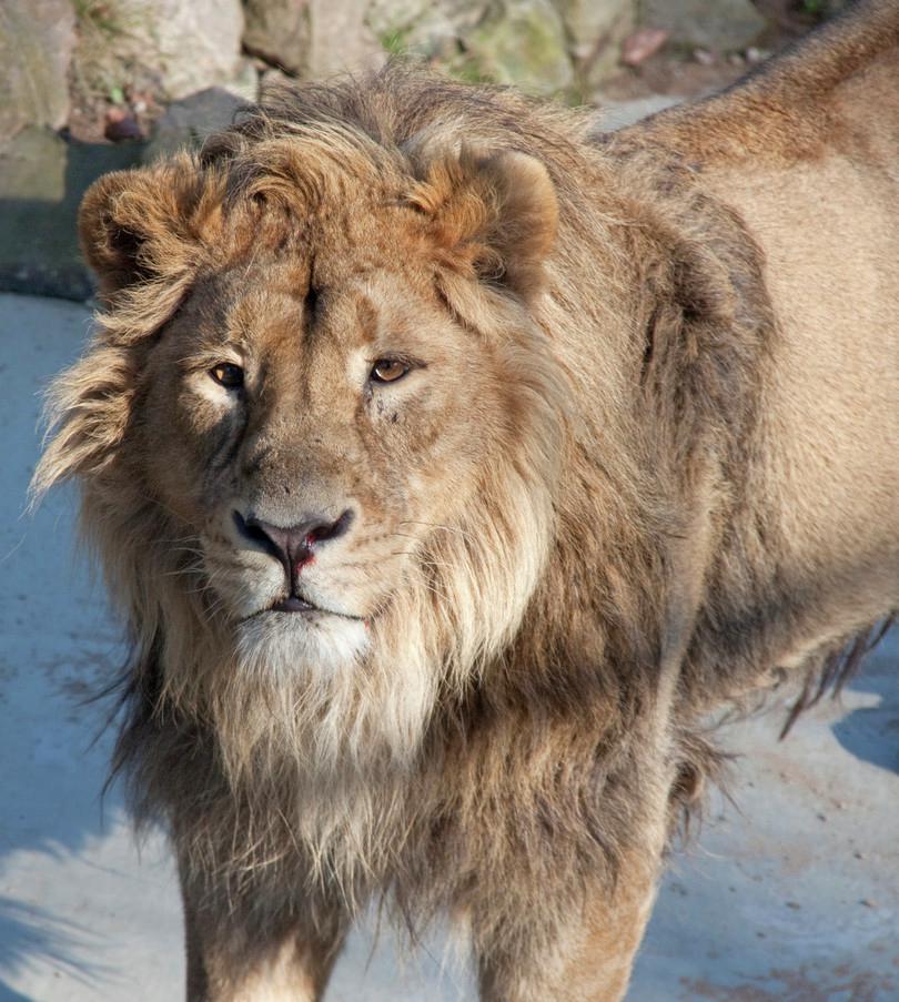 An image of an Asiatic lion.
