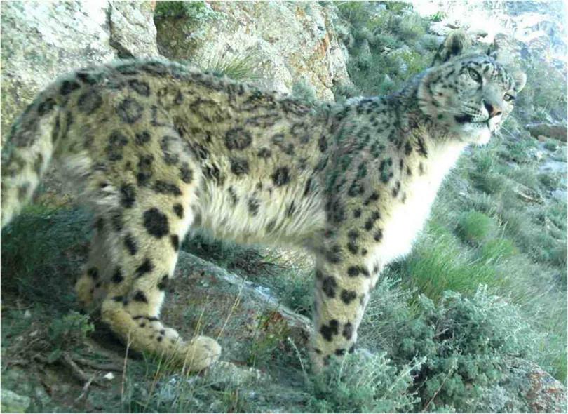 An image of a snow leopard
