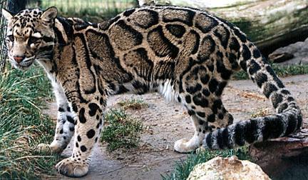An image of a clouded leopard.
