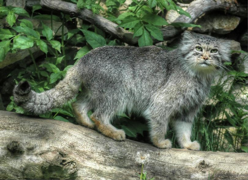 An image of a Pallas’s cat.
