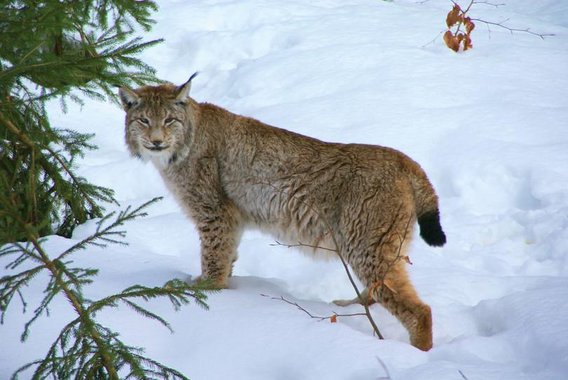 An image of a Eurasian lynx.
