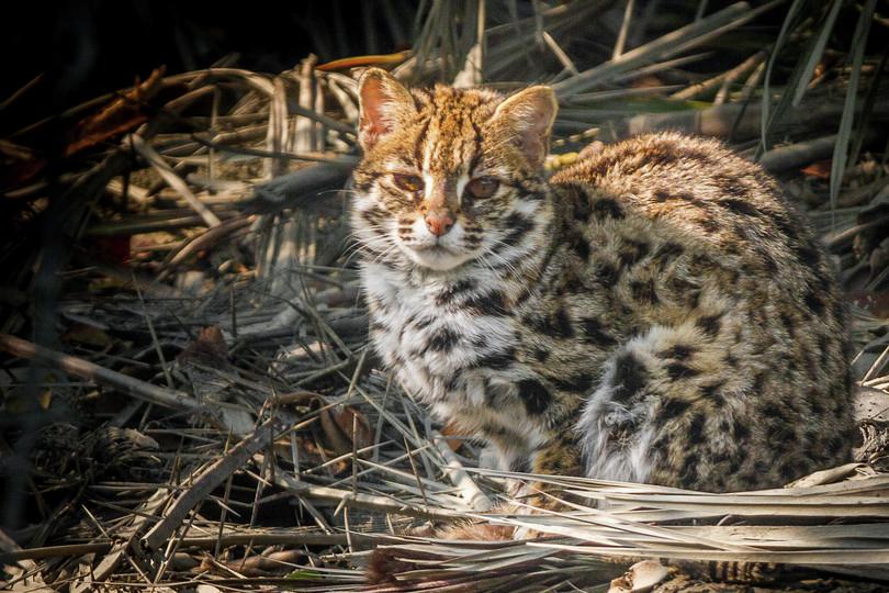 An image of a leopard cat.
