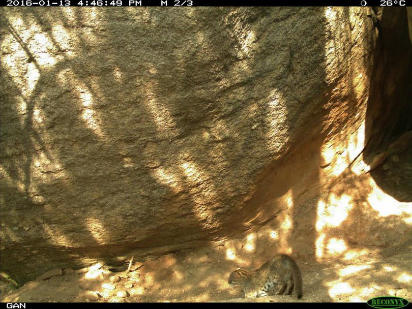 Photograph of a rusty-spotted cat taken with a camera trap.
