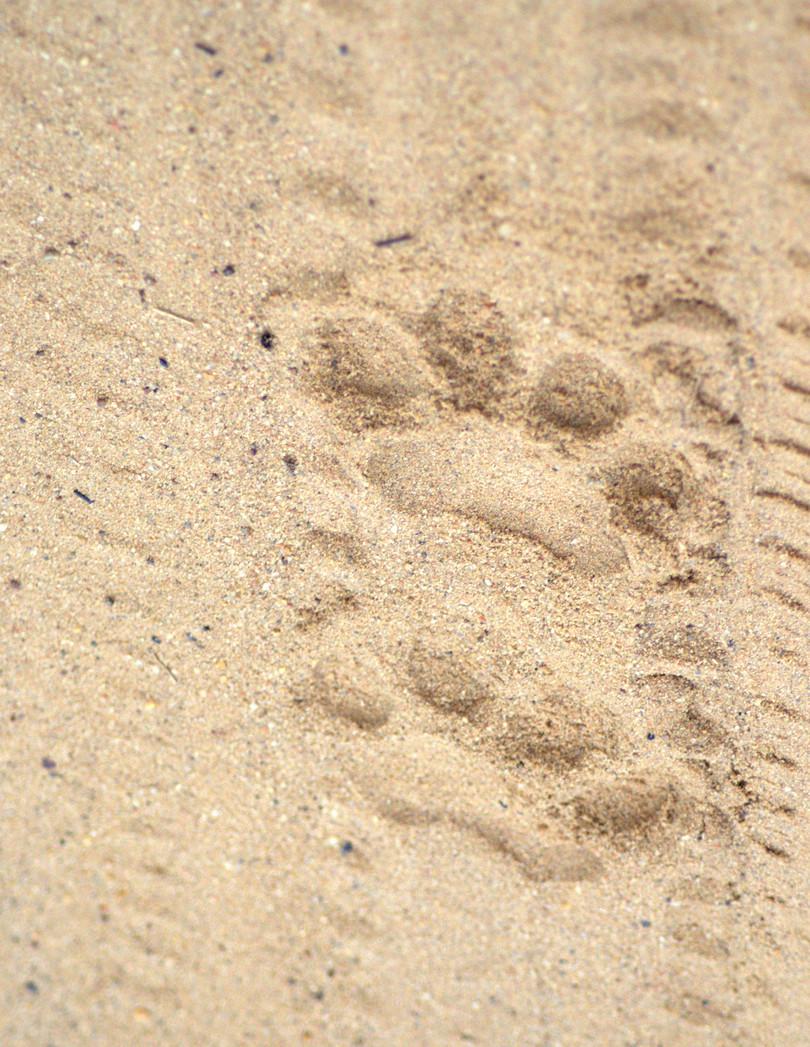 An impression of a hind pugmark on dry, sand-based soil.
