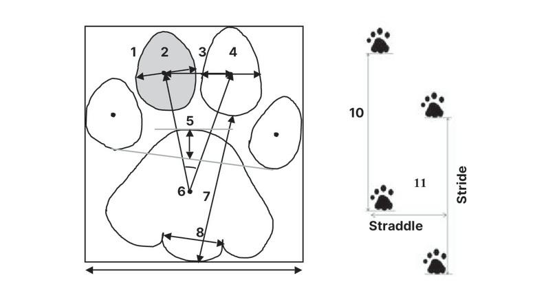 A figure from the Sharma research study, showing a schematic of the final 11 variables that the scientist uses for pugmark identification.
