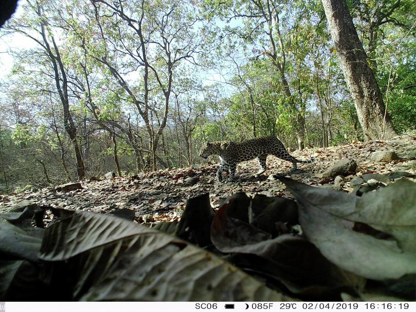 A camera trap image of a leopard during the day.

