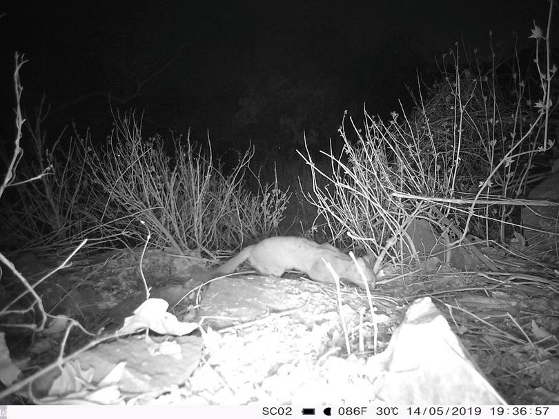 A camera trap image of a rusty-spotted cat at night.
