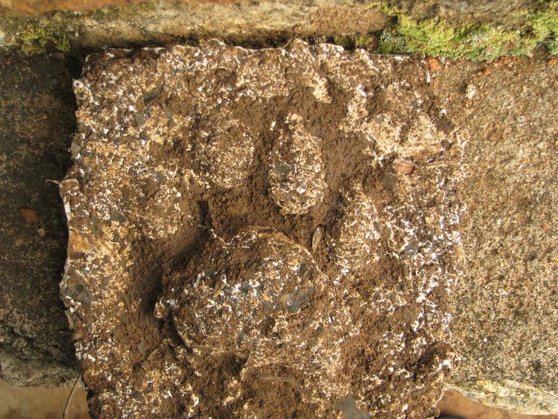 Photograph of a tiger pugmark plaster cast.
